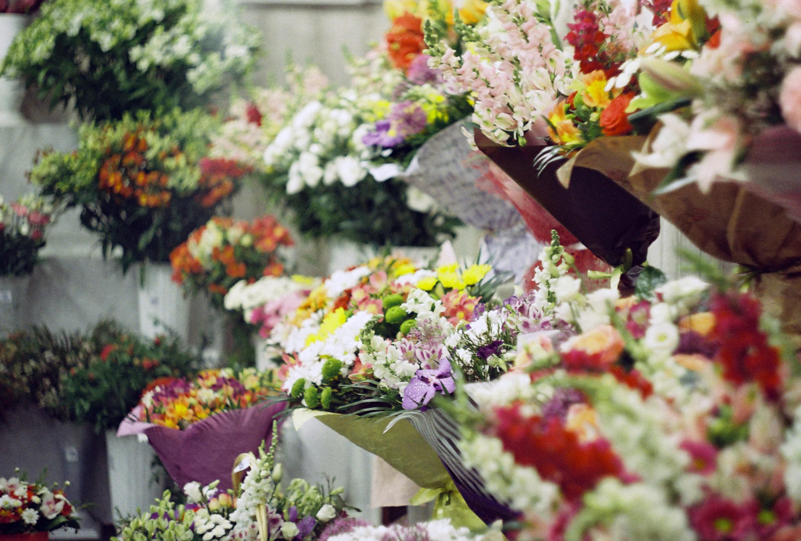 pexels stepkoanna 33486193 (1)